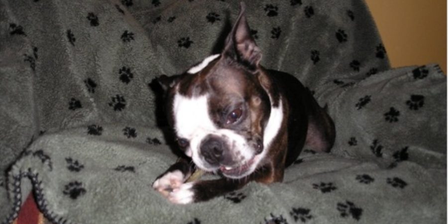 Chipper - Boston Terrier