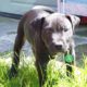 The story of Lennox – How an innocent dog paid the price so government bureaucrats could save face