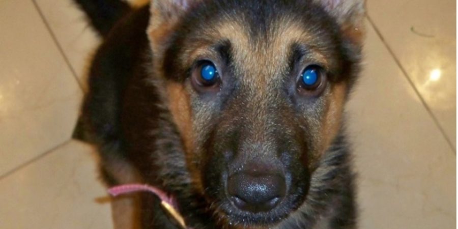 Czarina - German Shepard Puppy