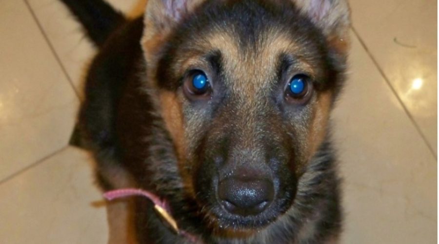 Czarina - German Shepard Puppy