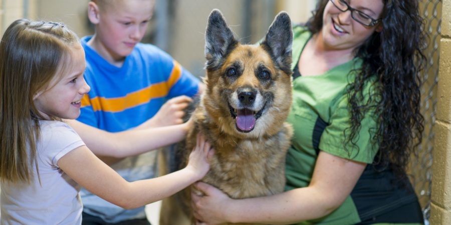 Should You Adopt a Rescue / Shelter Dog?