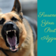 Reasons for Surrendering Your Dog – Aggression