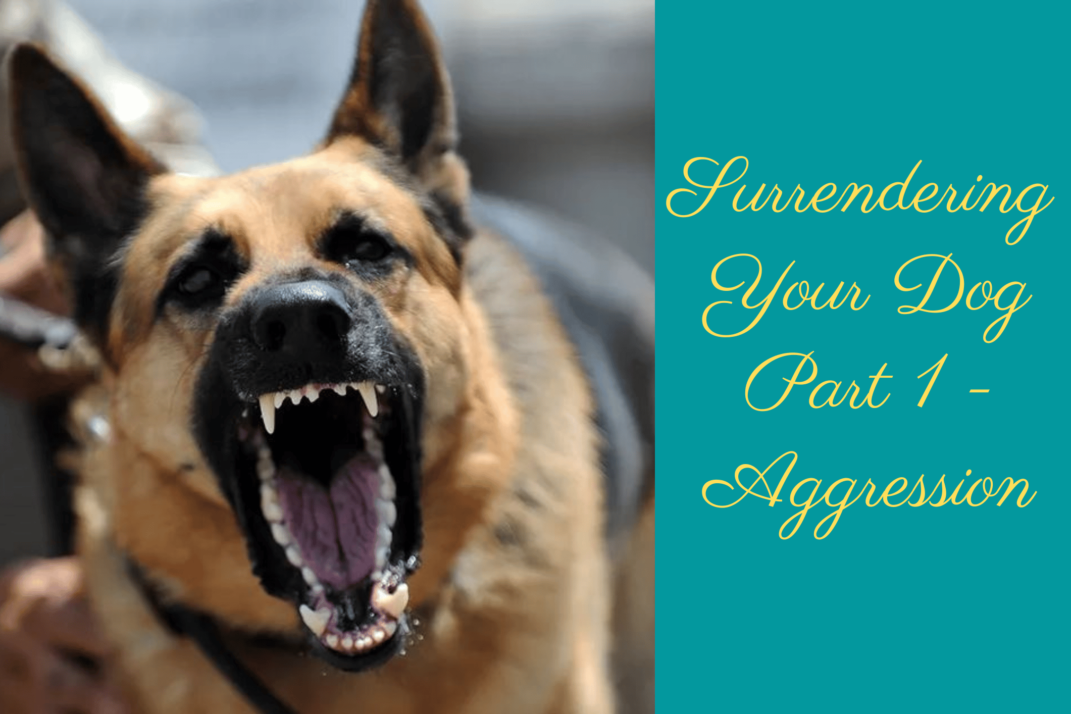 Reasons for Surrendering Your Dog Aggression The Pup Mommy