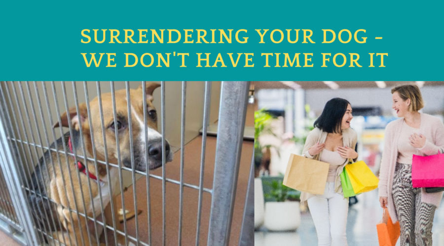 Dog Surrender - No Time