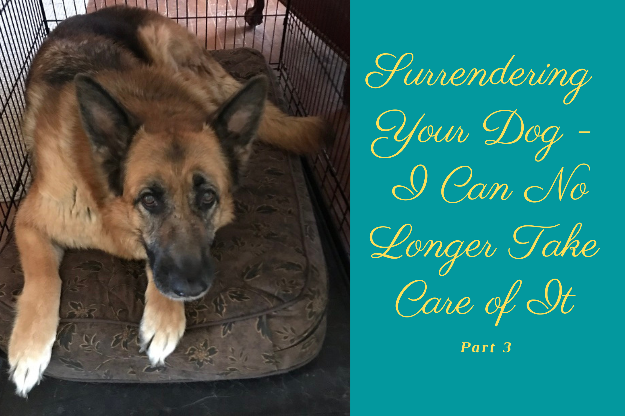 surrendering-your-dog-you-can-no-longer-care-for-it-the-pup-mommy