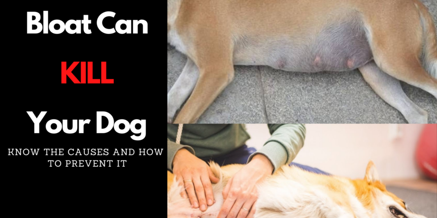 Bloat can kill your dog