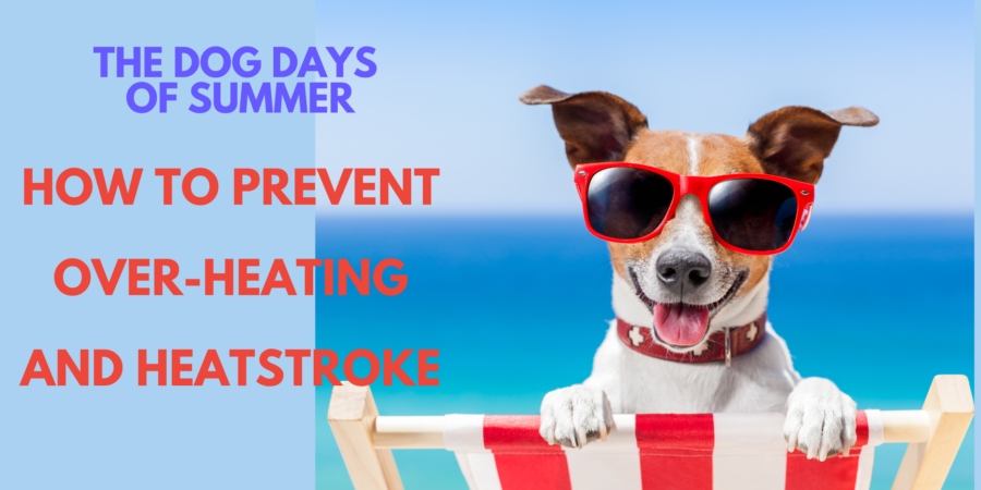 The Dog Days of Summer – Don’t Let Your Dog Over-heat