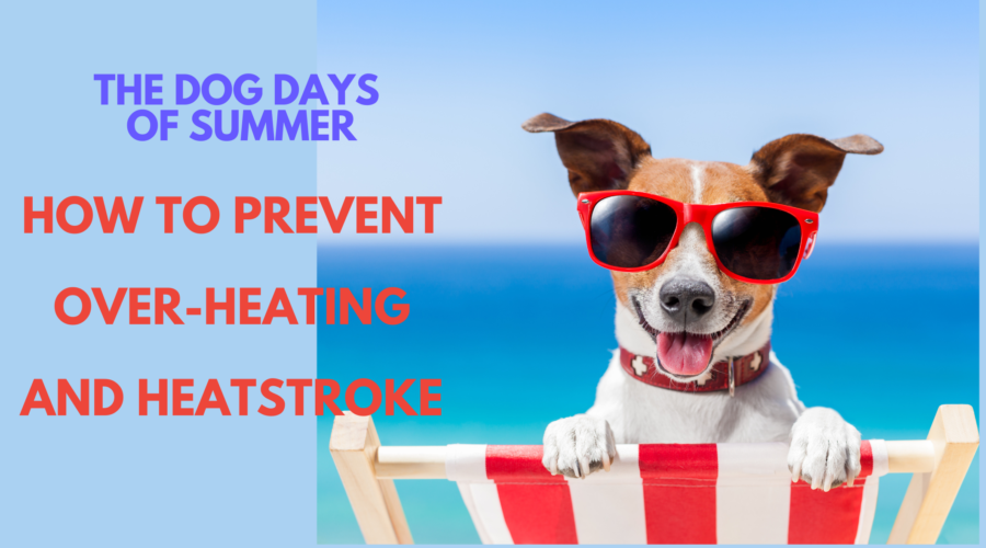 The Dog Days of Summer – Don’t Let Your Dog Over-heat