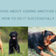Thinking about Adding a Second Dog? How to Do It Successfully