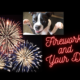 4th of July Fireworks and Your Dog – Tips to Keep You Both Sane