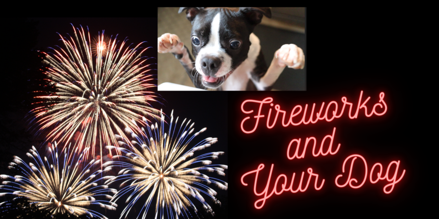 Fireworks and Dogs