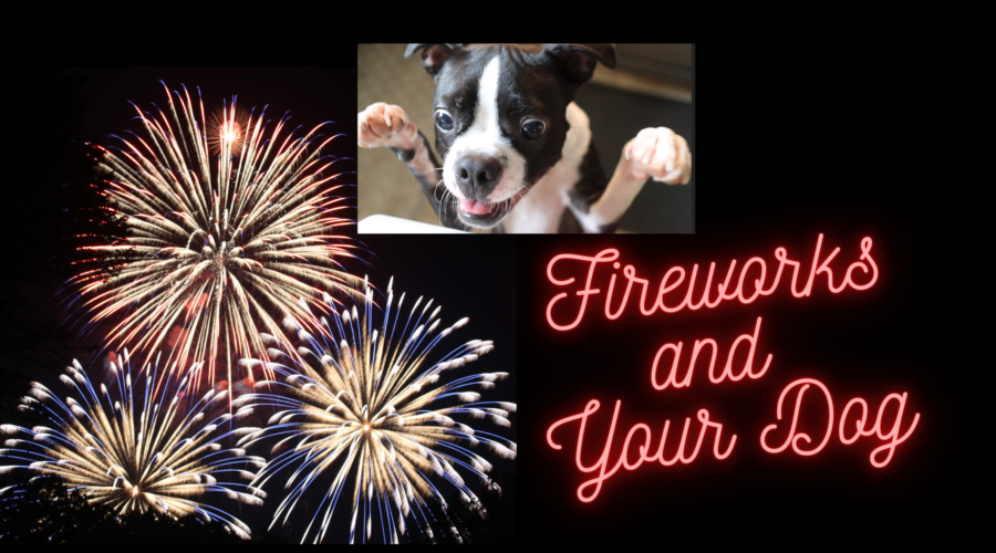 Fireworks and Dogs