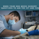 Your Dog Needs Surgery – The Questions To Ask the Vet and Yourself