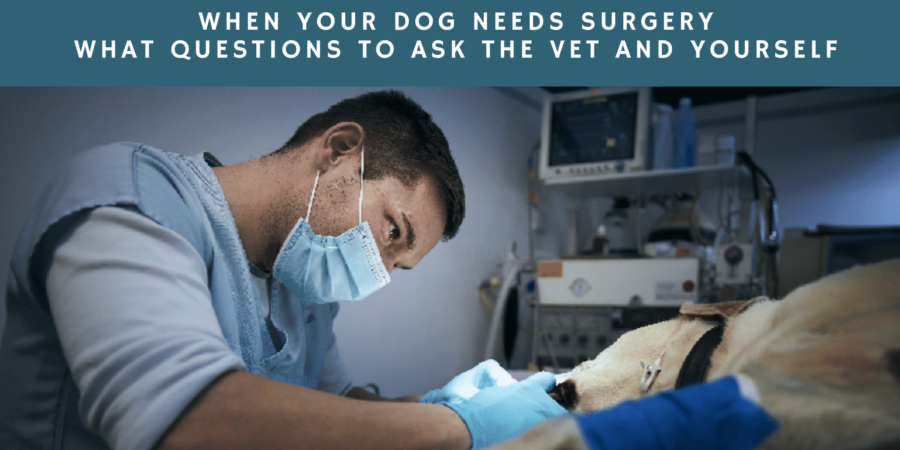 Vet Operating on Dog