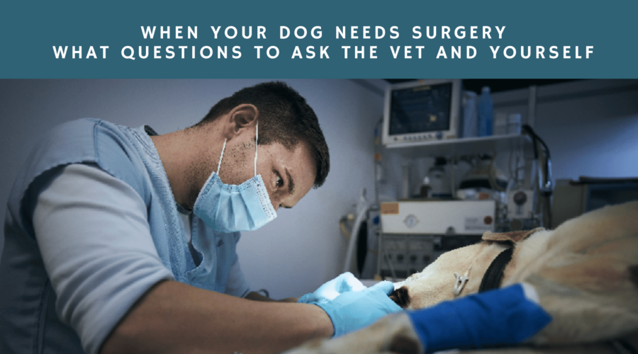 Vet Operating on Dog