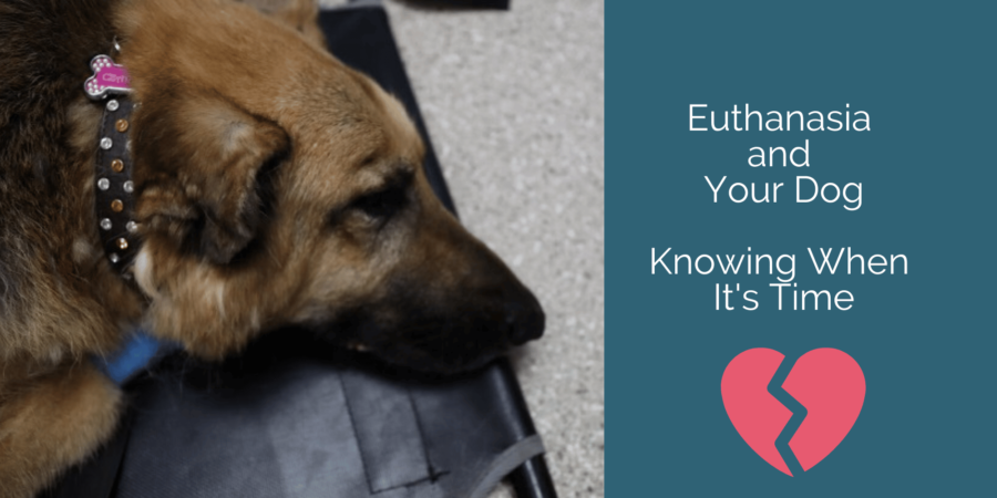 Euthanasia and Your Dog – Knowing When It’s Time