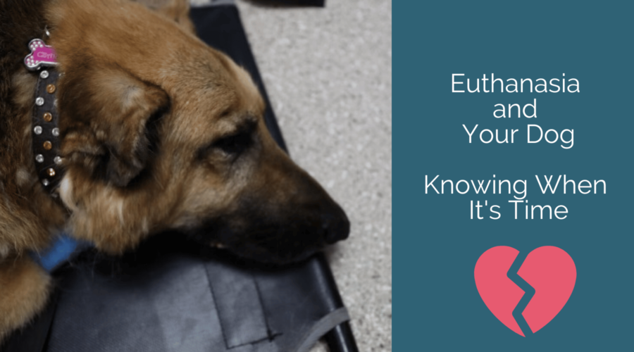 Euthanasia and Your Dog – Knowing When It’s Time