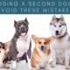 Adding a Second Dog – Don’t Make These Mistakes