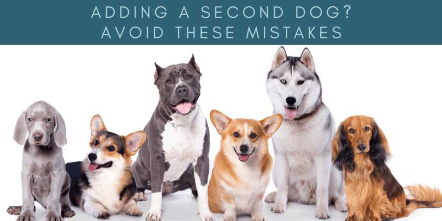 adopting a second dog - avoid these mistakes