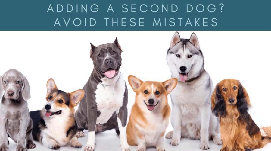 adopting a second dog - avoid these mistakes