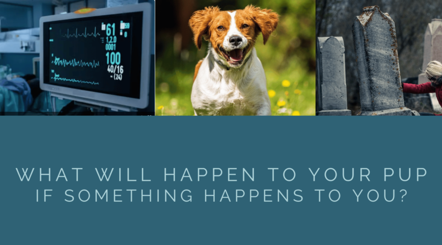 What will happen to your pup if something happens to you