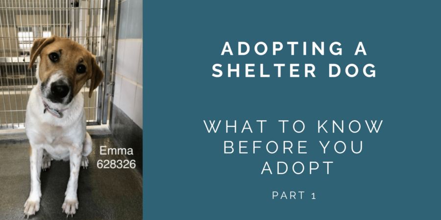 Before You Adopt a Shelter Dog – Know What to Expect