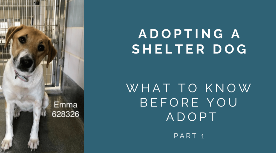 Before You Adopt a Shelter Dog – Know What to Expect