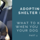 After You Adopt a Shelter Dog – Know What to Expect