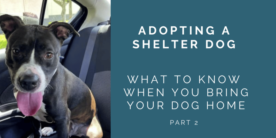 After You Adopt a Shelter Dog – Know What to Expect