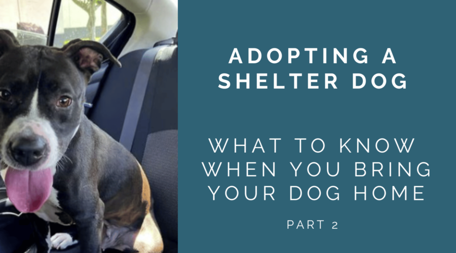 After You Adopt a Shelter Dog – Know What to Expect