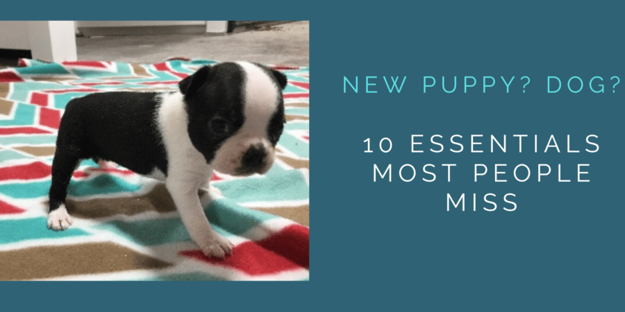 New Puppy? Dog? 10 Essentials You Need that Most People Miss