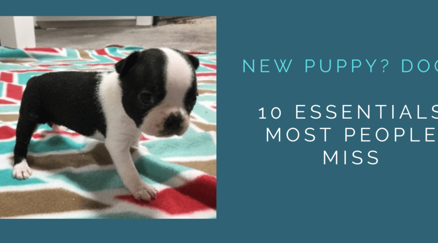 New Puppy? Dog? 10 Essentials You Need that Most People Miss