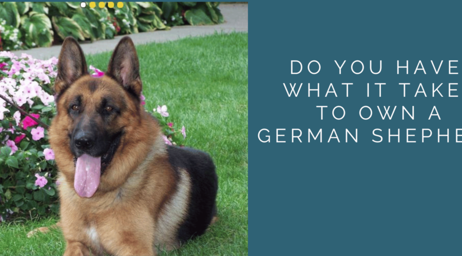Owning a German Shepherd – Are You Up to the Job?
