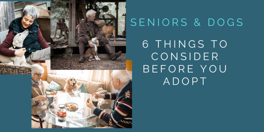 Seniors and Dogs
