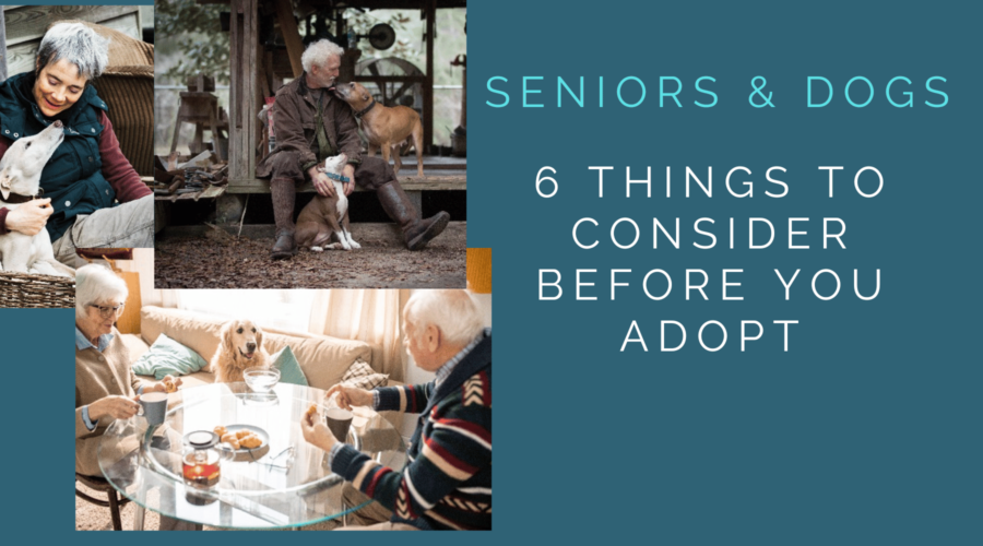 Seniors and Dogs