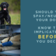 Should You Spay/Neuter Your Dog?