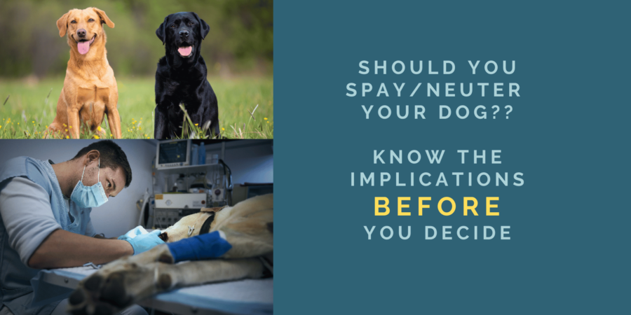 Should You Spay/Neuter Your Dog?