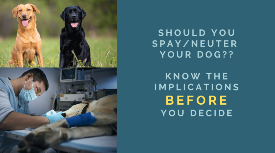 Should You Spay/Neuter Your Dog?