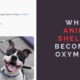 When “Animal Shelter” Becomes an Oxymoron