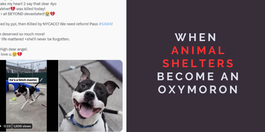 When “Animal Shelter” Becomes an Oxymoron