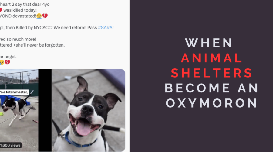 When “Animal Shelter” Becomes an Oxymoron
