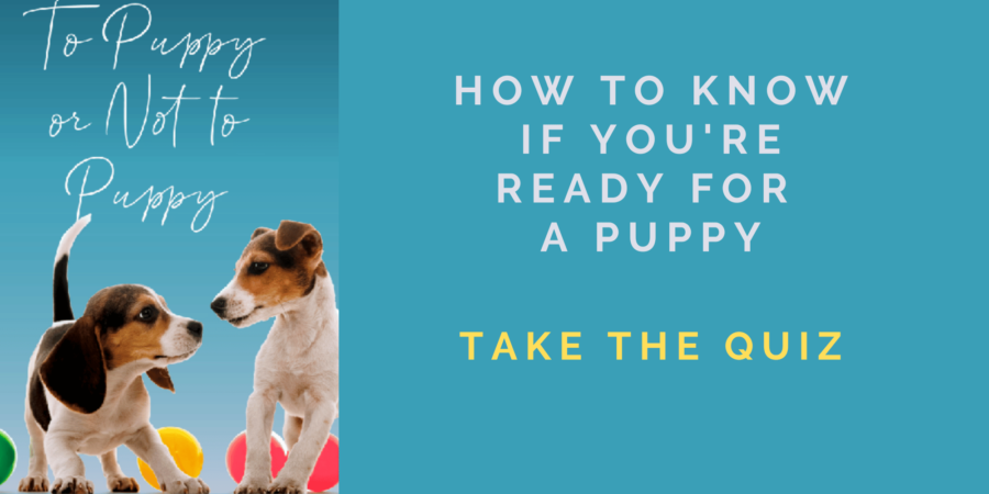 How to Know if You’re Ready for a Puppy
