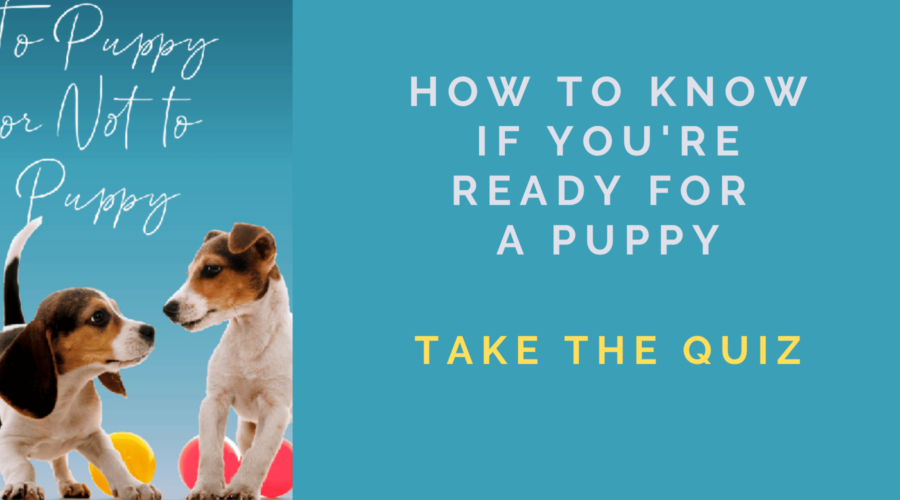 How to Know if You’re Ready for a Puppy