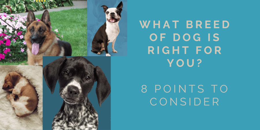 Do You Know What Breed of Dog is Right for You?