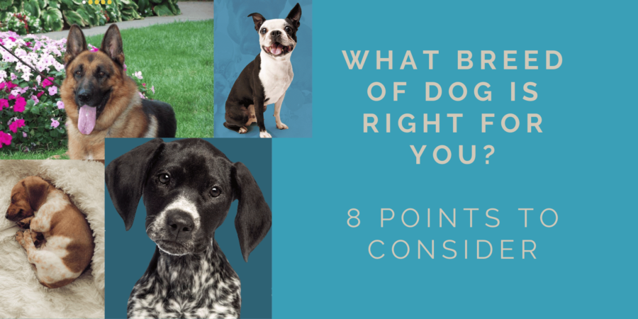 Do You Know What Breed of Dog is Right for You? – The Pup Mommy