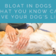 Bloat in Dogs – What You Know Can Save Your Dog’s Life
