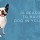 10 Reasons to have a Dog in Your Life