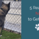 5 Reasons NOT to Get a Dog