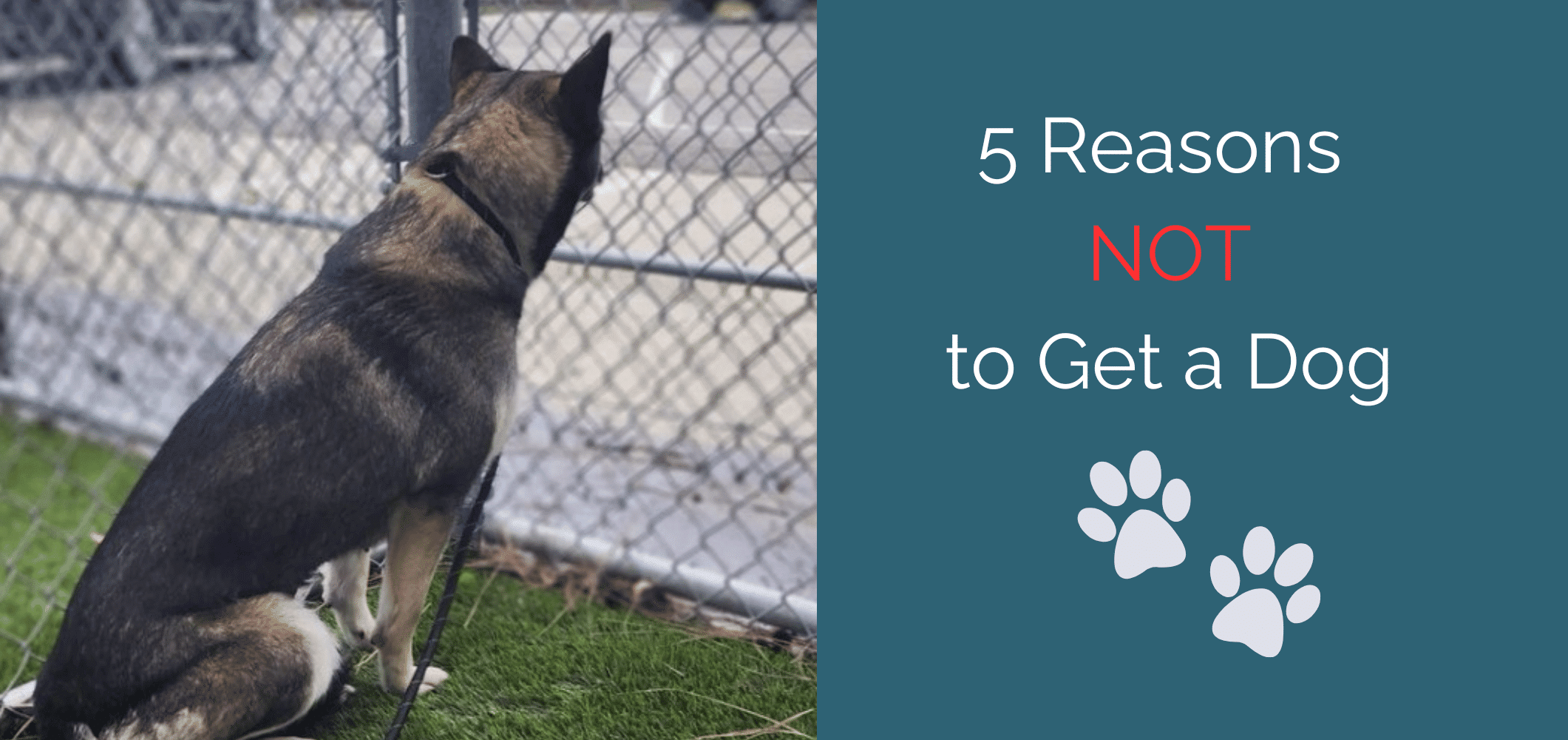 5 Reasons NOT to Get a Dog – The Pup Mommy