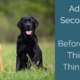 Adding a Second Dog? What to Consider First